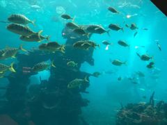 -海棠湾洲际-涛·海底餐厅·美人鱼·自助餐·海底隧道