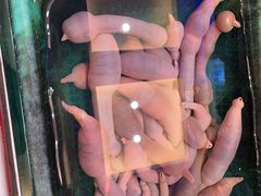 -品海楼·大连海胆锅贴馆(东港店)