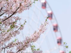 -顾村公园