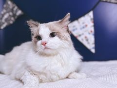 -喵五郎の猫咪酒店·专业洗护·寄养