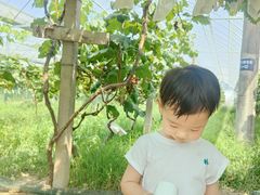 -马陆小张葡萄园农家乐