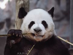 -栾川竹海野生动物园