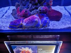 -太平洋海底世界