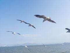 -深圳湾公园(南山区)