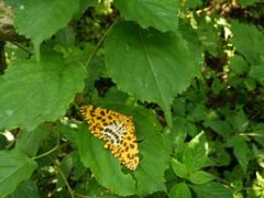 -和枫(众意路店)