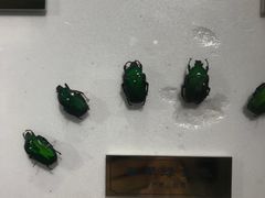 -上海昆虫博物馆