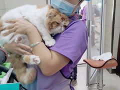 -北京观赏动物医院·24小时大型综合·猫专科·异宠专科