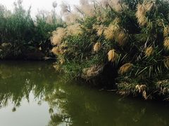 -大湾区中央湿地公园