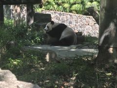 -都江堰中华大熊猫苑