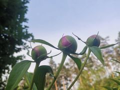 -黑龙江省森林植物园