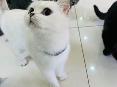 -鼓捣猫呢主题猫咖店