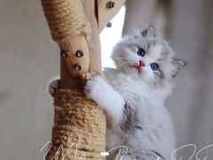 -猫十亿·布偶金渐层·曼基康矮脚猫舍(青年路店)