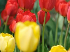 -石家庄市植物园