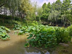 -陈家山荷花公园