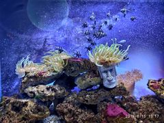 -芜湖新华联大白鲸海洋公园