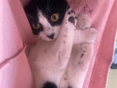 -贝康宠物医院·犬猫全科·小动物特色诊疗中心(东环路店)