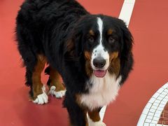 -和它·交个朋友·狗咖猫咖(爱琴海店)