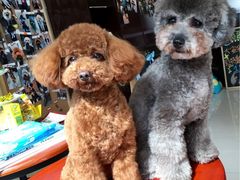 -Oh My Dog宠物沙龙(伊珊娜皮毛护理店)