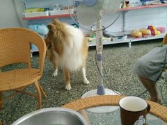 android_upload_pic-帅帅宠物生活馆(三元路店)