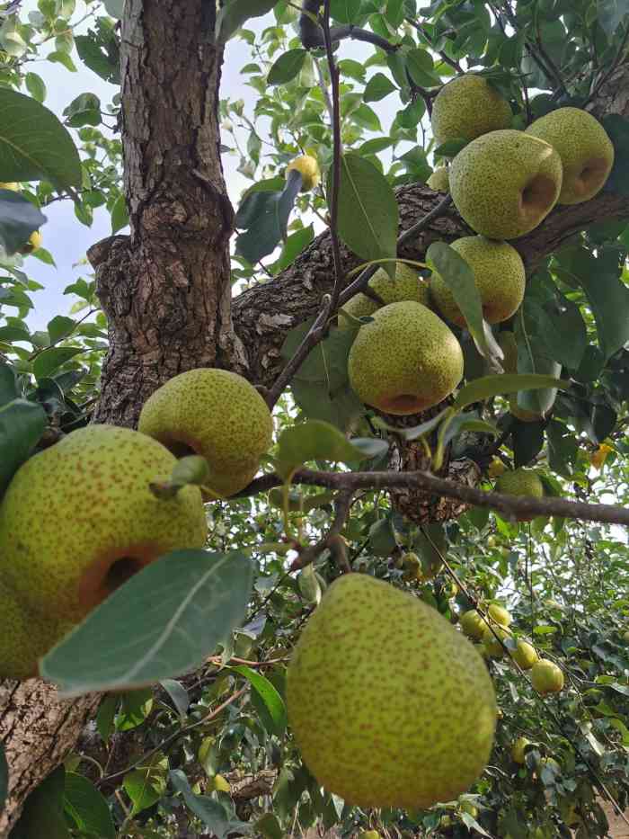 芦儿港梨树王风情旅游区-"莱阳梨正值上市,莱阳梨表面粗糙,有褐色锈.