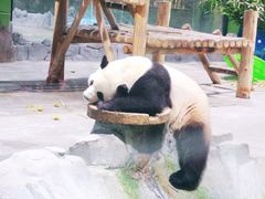 -栾川竹海野生动物园