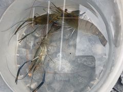 -DGE季风钓虾营地·团建·聚会