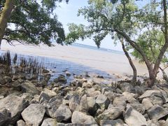 -宝安西湾红树林湿地公园