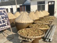 -苏州市吴中区光福窑上花果蜜饯厂