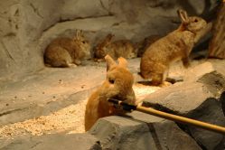 -Zoolung Zoolung动物主题公园(海信广场店)