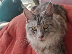 -猫在这儿猫咪咖啡馆·撸猫馆