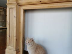 -Catmate·猫肥家润(金润铂宫店)