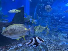 -顺德南宏海立方海洋公园
