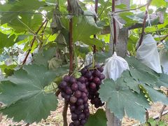 -马陆小张葡萄园农家乐