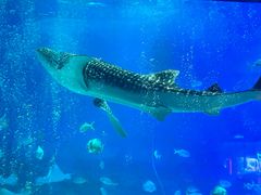 -烟台海昌鲸鲨海洋公园