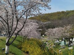 -羊山湖公园