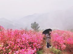 -木兰云雾山