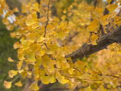 -大兴滨河森林公园