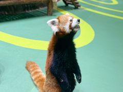 -海合安成都极地海洋公园