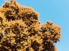 -广州中山纪念堂