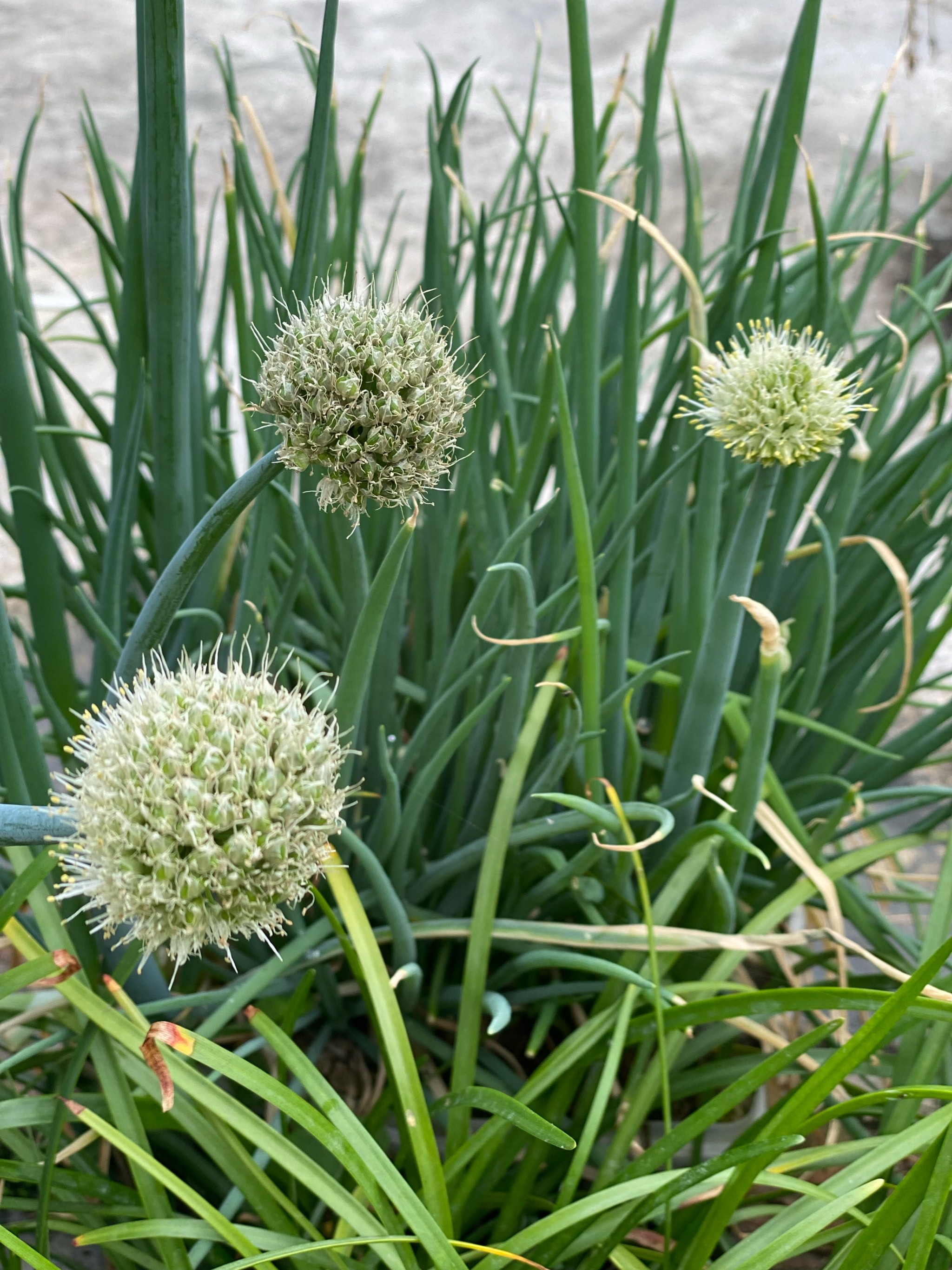 野葱开花图片图片