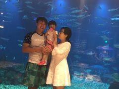 -海棠湾洲际-涛·海底餐厅·美人鱼·自助餐·海底隧道