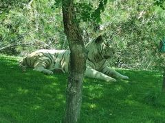 -北京野生动物园