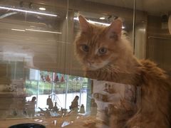 -飞行喵MR PILOT|猫舍·猫咖(静安大融城店)