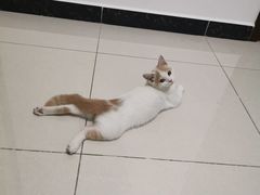 -lincat·猫舍(广州店)