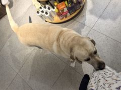 -FAELING PETS美天灵宠物(富力广场店)