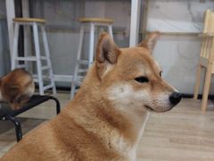 -南京Hallo宠物乐园·哈罗犬舍·柴犬繁育基地