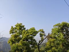 -南山植物园