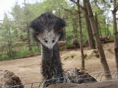 -青藏高原野生动物园