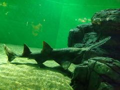 -上海海洋水族馆