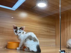 -猫十亿·布偶金渐层·曼基康矮脚猫舍(青年路店)
